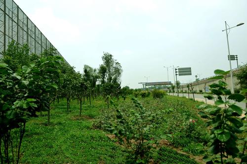 园林绿化工程施工完成的"邯郸市中华大街—南环立交桥景观